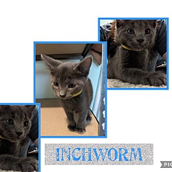 Thumbnail photo of Inchworm #3