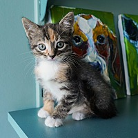 adopt a pet