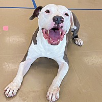 adopt a pet