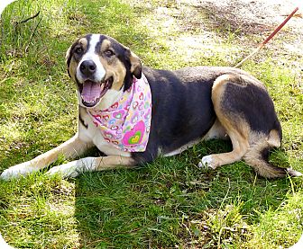 greater swiss mountain dog golden retriever mix
