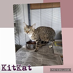 Photo of Kit kat