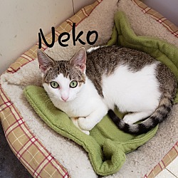 Thumbnail photo of Neko #2