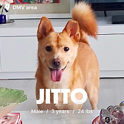 Photo of JITTO