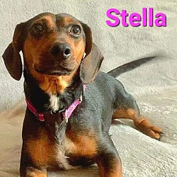 Thumbnail photo of Stella and Ollie #3
