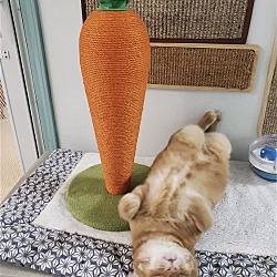Thumbnail photo of Carrot #1