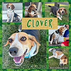 Photo of Clover