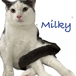 Thumbnail photo of Milky #1