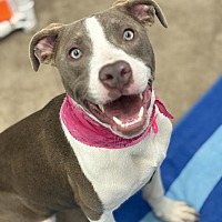 adopt a pet