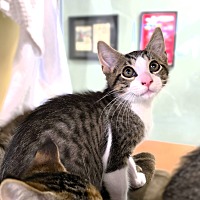 adopt a pet
