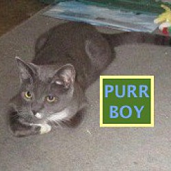 Photo of Purr Boy-adopted 12-22-18