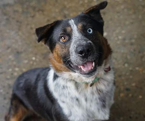 Warren, MI - Australian Shepherd/Mixed Breed (Medium). Meet Ike a Pet ...