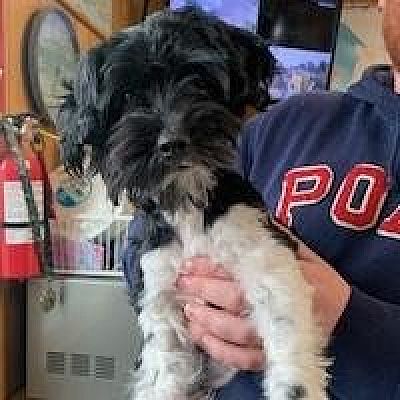 San Pablo, CA - Lhasa Apso/Terrier (Unknown Type, Medium). Meet James ...