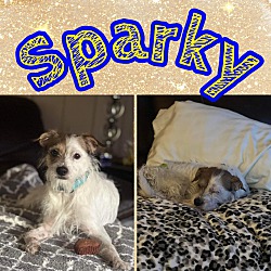 Photo of Sparky