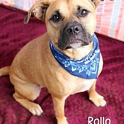 Photo of Rollo