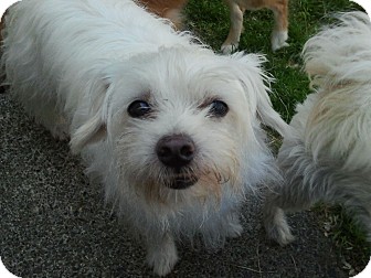 small white terrier dog