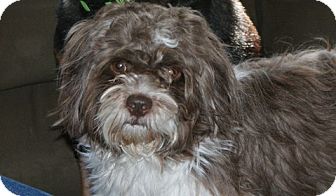 havanese rescue nj