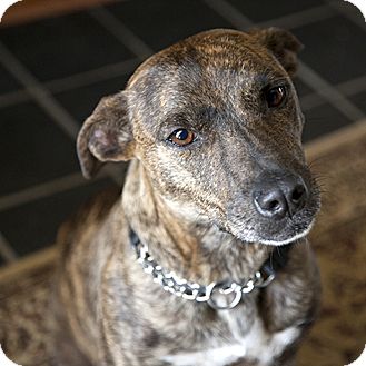 Australian Cattle Dog Black Mouth Cur Mix Australian Cattle Dog Black Mouth Cur Mix