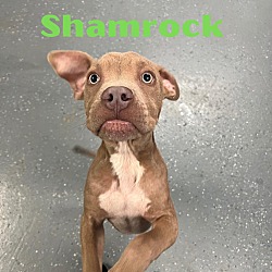 Photo of Shamrock
