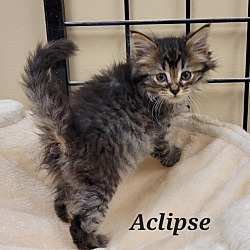 Photo of Aclipse