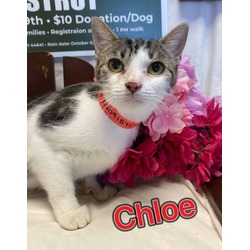 Thumbnail photo of Chloe #2