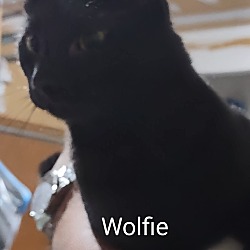 Thumbnail photo of Snapper and Wolfie #2