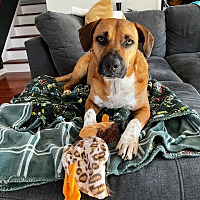 adopt a pet