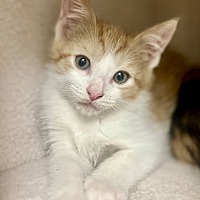 Adopt A Pet :: Carrot - Big Canoe, GA