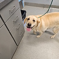 adopt a pet