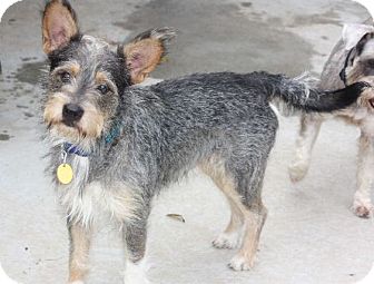 sheltie schnauzer mix