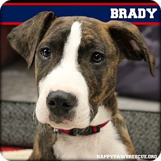 South Plainfield, NJ - American Staffordshire Terrier. Meet Brady ...