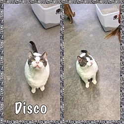 Thumbnail photo of Disco #1