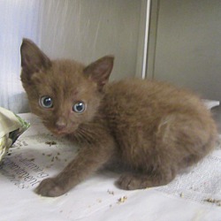 Thumbnail photo of Chaka ($50 to adopt) #4