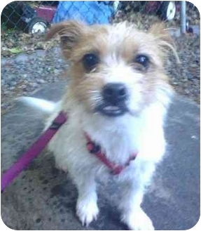 Oak Ridge Nj Jack Russell Terrier Meet Patches A Pet For Adoption