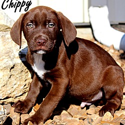 Thumbnail photo of Chippy~adopted! #3