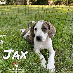 Photo of Beagle Litter: Jax - no longer accepting applications