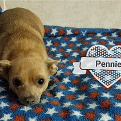 Thumbnail photo of Pennie #2