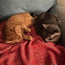 Photo of Cheddar and Wallie