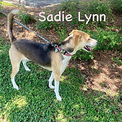 Thumbnail photo of SADIE #3