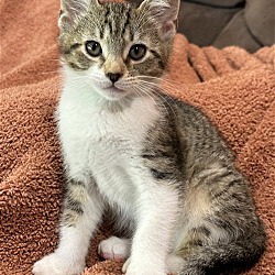 Photo of GOOSE - Top Gun kitten