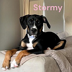 Thumbnail photo of STORMY #4