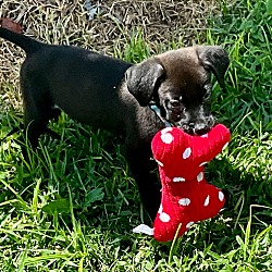 Thumbnail photo of Snax-Adorable Little Lab Mix Pup #3