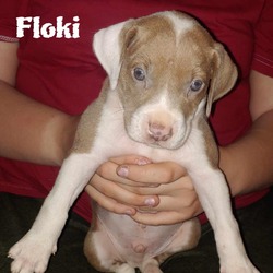 Thumbnail photo of Floki #3