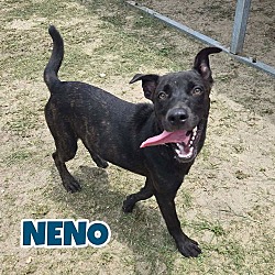 Thumbnail photo of Neno #3