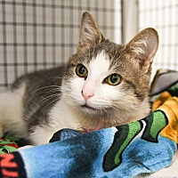 adopt a pet