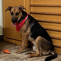 adopt a pet