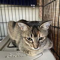 adopt-pet