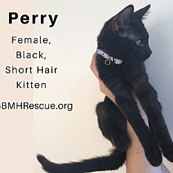 Thumbnail photo of Perry #2
