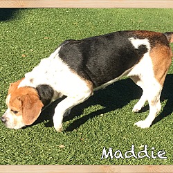 Thumbnail photo of Maddie #3