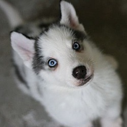 Thumbnail photo of Mishka's Puppies! #4