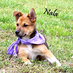 Thumbnail photo of Nala ~ meet me! #1